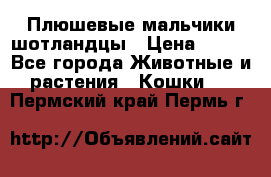 Плюшевые мальчики шотландцы › Цена ­ 500 - Все города Животные и растения » Кошки   . Пермский край,Пермь г.